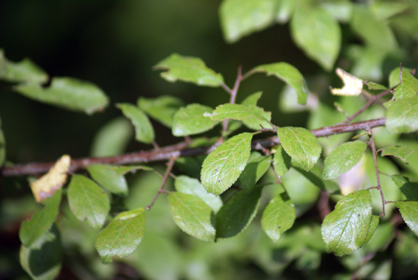 Prunus spinosa