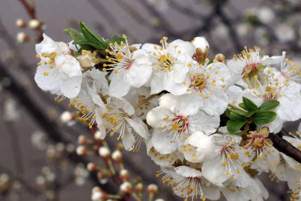 Prunus cerasifera / Mirabolano