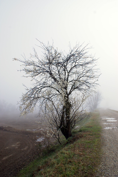 Prunus cerasifera / Mirabolano