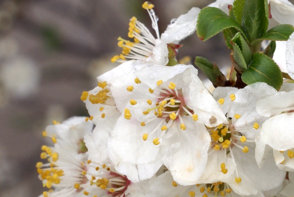 Prunus cerasifera / Mirabolano