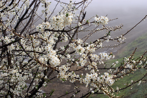 Prunus cerasifera / Mirabolano