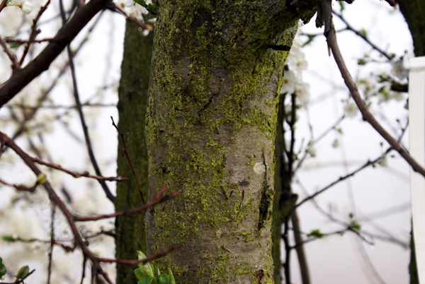 Prunus cerasifera / Mirabolano