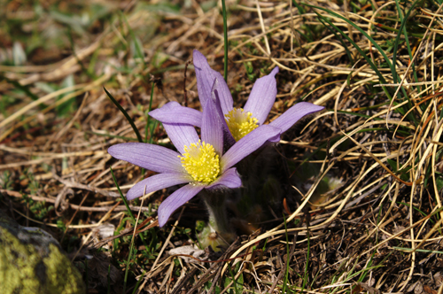 Pulsatilla halleri