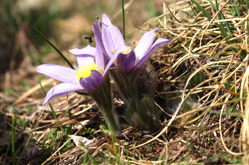 Pulsatilla halleri