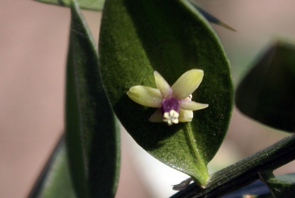 Fior di pungitopo - Ruscus aculeatus