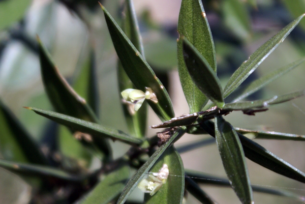 Fior di pungitopo - Ruscus aculeatus