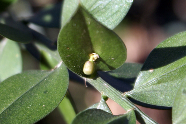 Fior di pungitopo - Ruscus aculeatus