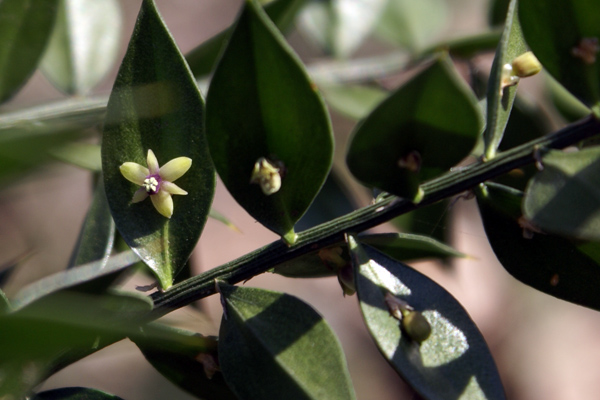 Fior di pungitopo - Ruscus aculeatus