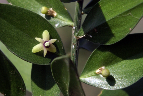 Fior di pungitopo - Ruscus aculeatus