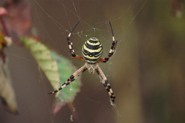 Argiope bruennichi