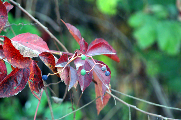 Parthenocissus quinquefolia / Vite canadese comune