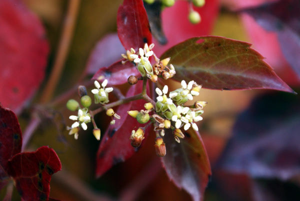 Parthenocissus quinquefolia / Vite canadese comune