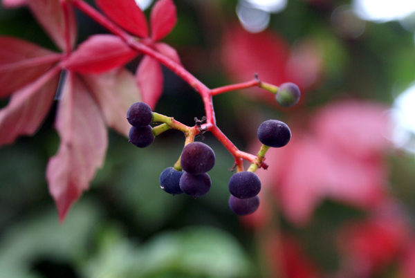 Parthenocissus quinquefolia / Vite canadese comune