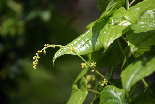 Tamus communis / tamaro