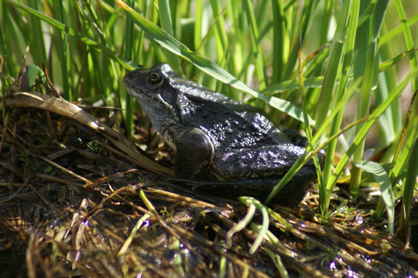 Rana temporaria