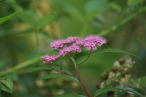 Spiraea japonica / Spirea del Giappone