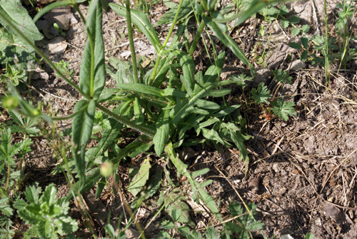 da determinare - Knautia sp.