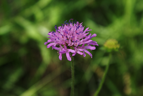 da determinare - Knautia sp.