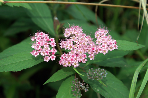 Spiraea japonica / Spirea del Giappone