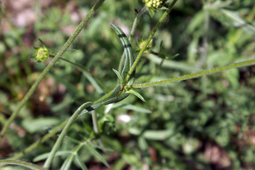 da determinare - Knautia sp.