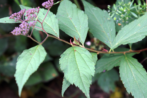 Spiraea japonica / Spirea del Giappone