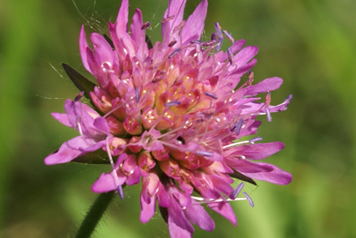 da determinare - Knautia sp.