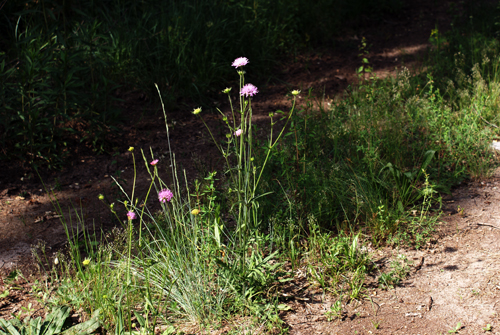 da determinare - Knautia sp.