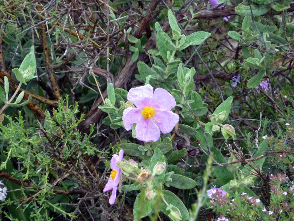 Cistus albidus