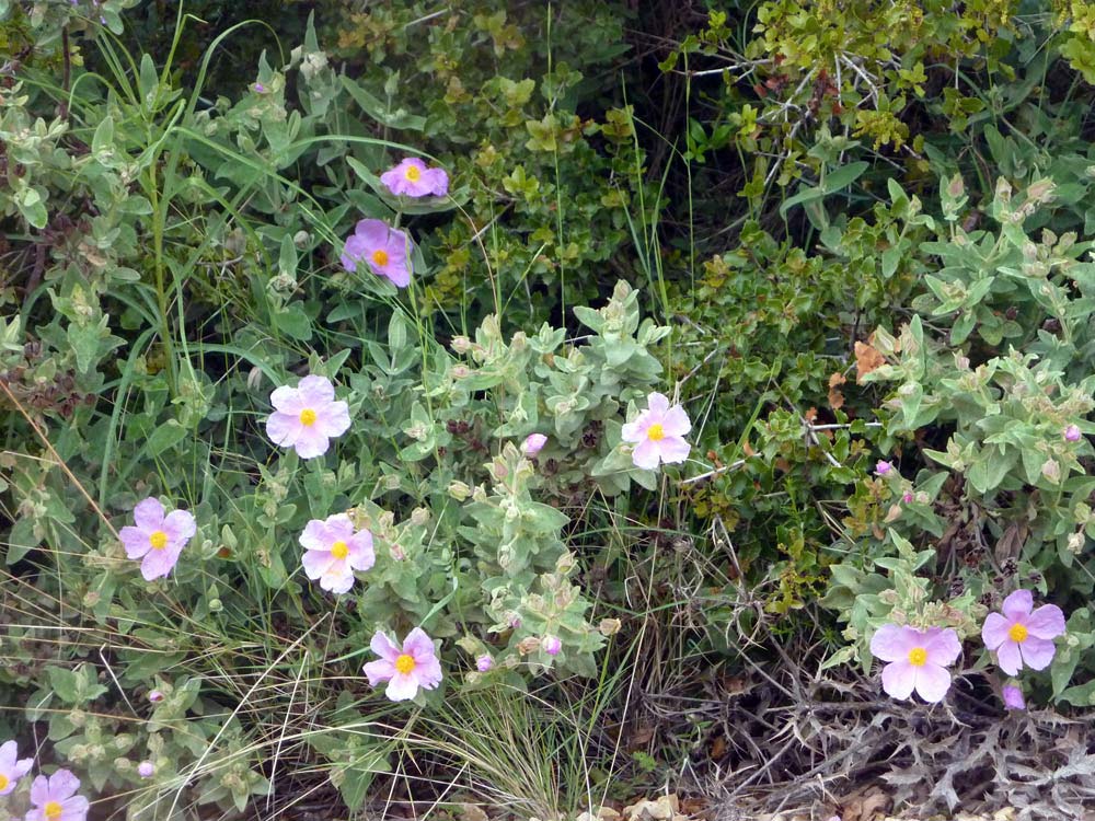 Cistus albidus