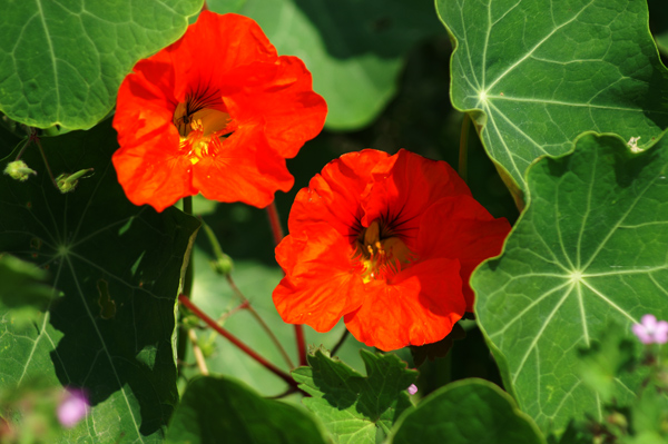 sulle mura del porto di Finale - Tropaeolum majus