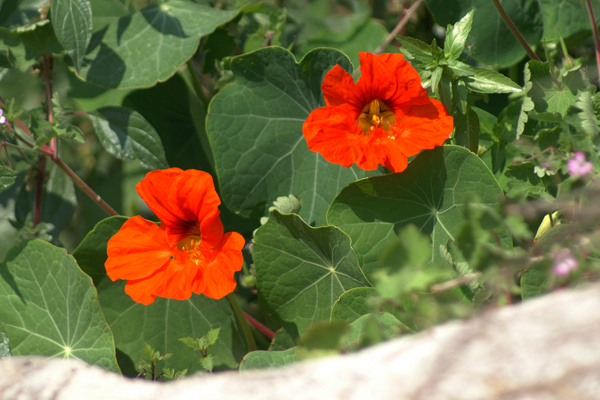 sulle mura del porto di Finale - Tropaeolum majus