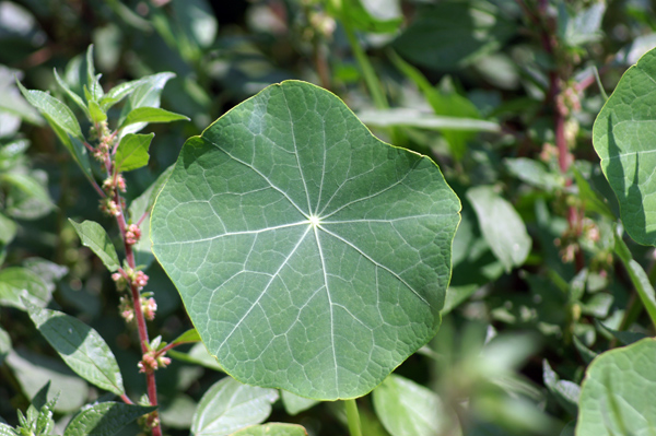 sulle mura del porto di Finale - Tropaeolum majus