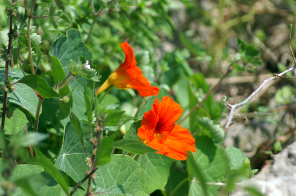 sulle mura del porto di Finale - Tropaeolum majus