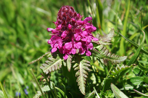 Pedicularis verticillata