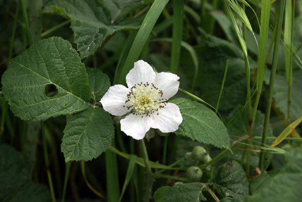 Quale rubus?