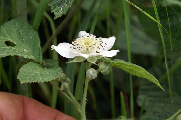 Quale rubus?