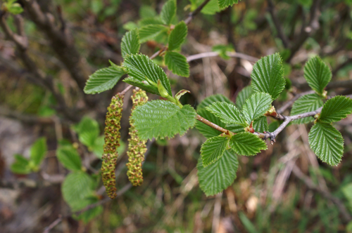 Alnus viridis / Ontano verde