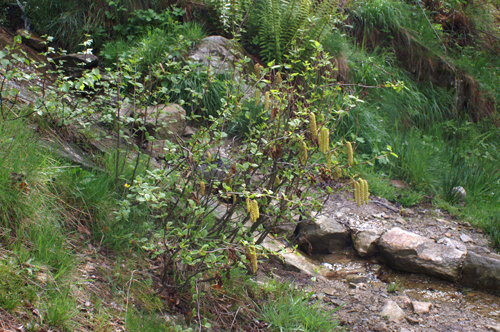 Alnus viridis / Ontano verde