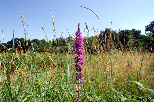 Lythrum salicaria