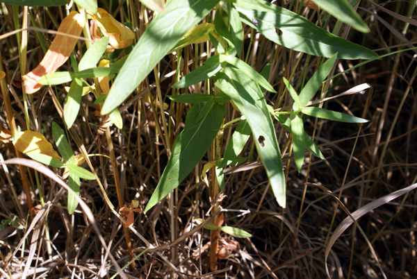 Lythrum salicaria