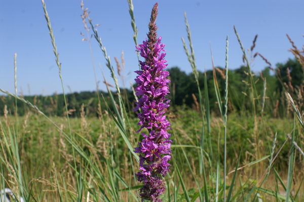 Lythrum salicaria