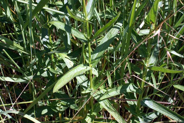 Lythrum salicaria