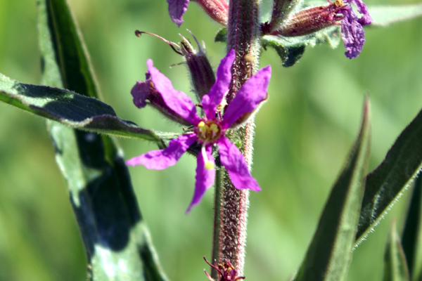 Lythrum salicaria