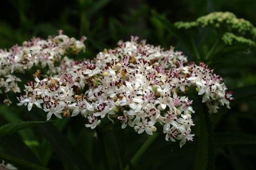 Sambucus ebulus / Sambuco lebbio