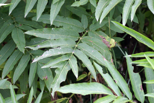 Sambucus ebulus / Sambuco lebbio