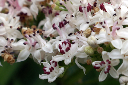 Sambucus ebulus / Sambuco lebbio