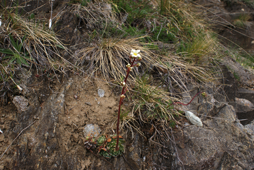 Saxifraga paniculata