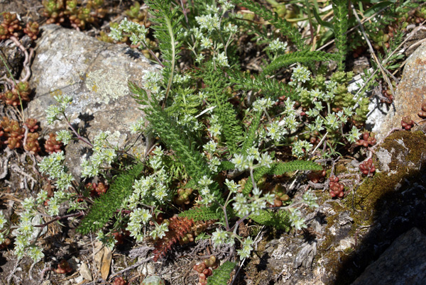 Scleranthus perennis / Centograni perenne