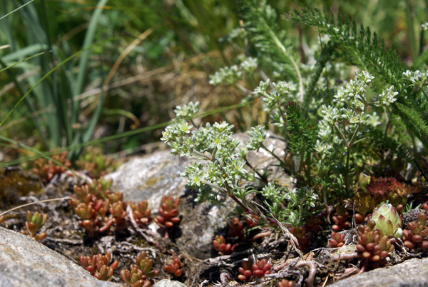 Scleranthus perennis / Centograni perenne