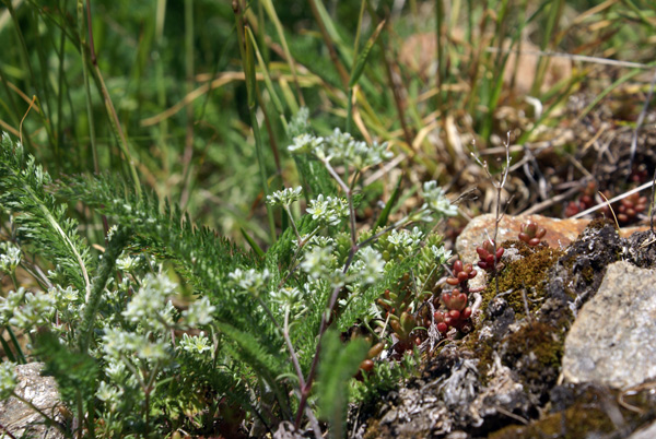 Scleranthus perennis / Centograni perenne